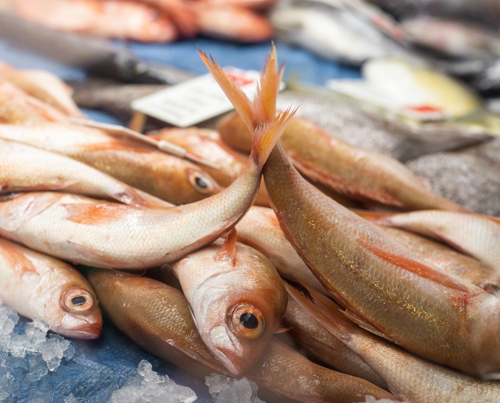 Fresh fish and seafood displayed on ice