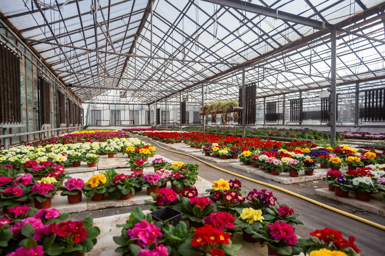 Rows of flowering plants in greenhouse