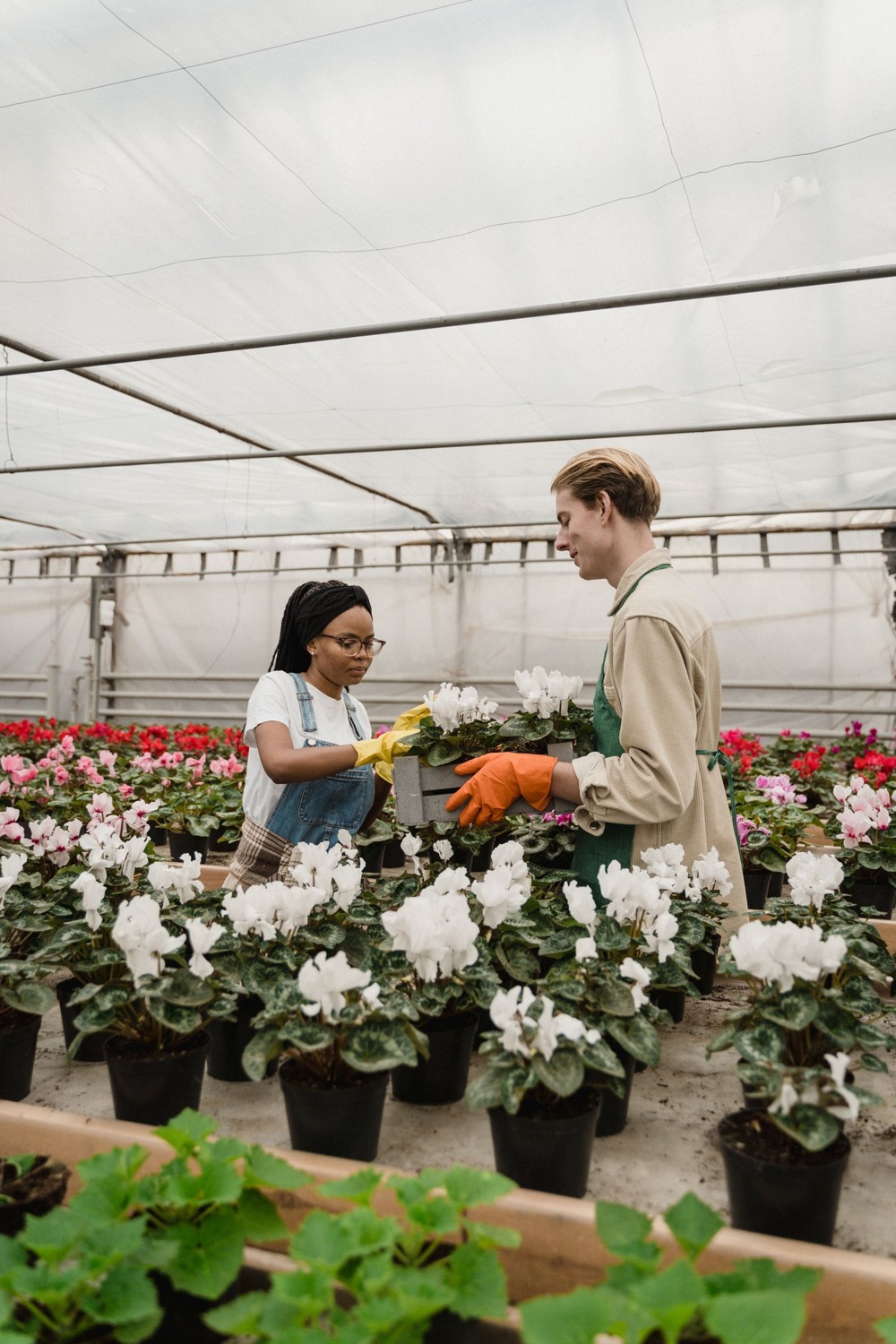 Gardeners working among greenhouse flowers